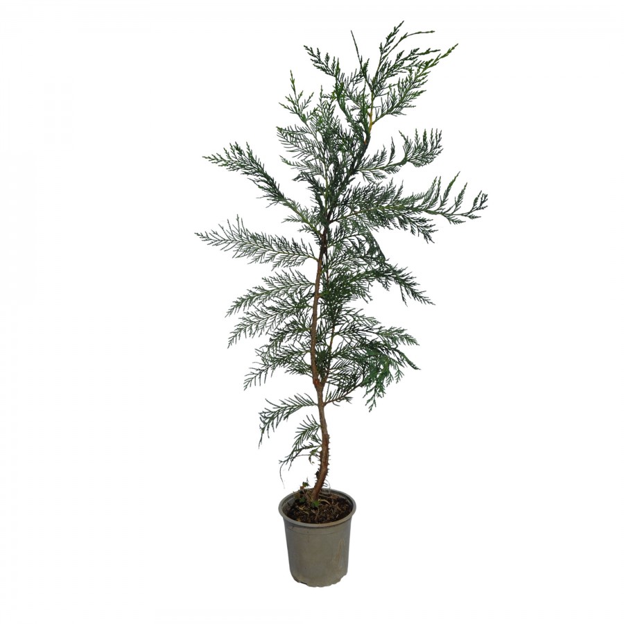 Chiparos Leylandi 80-100 cm (Cupressocyparis leylandii) Chiparos Leylandi 80-100 cm (Cupressocyparis leylandii)