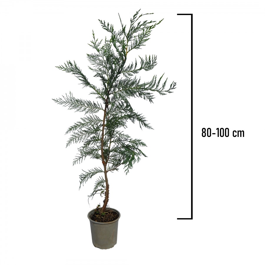 Chiparos Leylandi 80-100 cm (Cupressocyparis leylandii) Chiparos Leylandi 80-100 cm (Cupressocyparis leylandii)