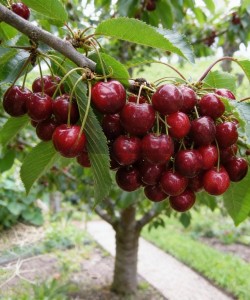 Cireș Lapins (Rădăcină liberă) Cireș Lapins (Rădăcină liberă)