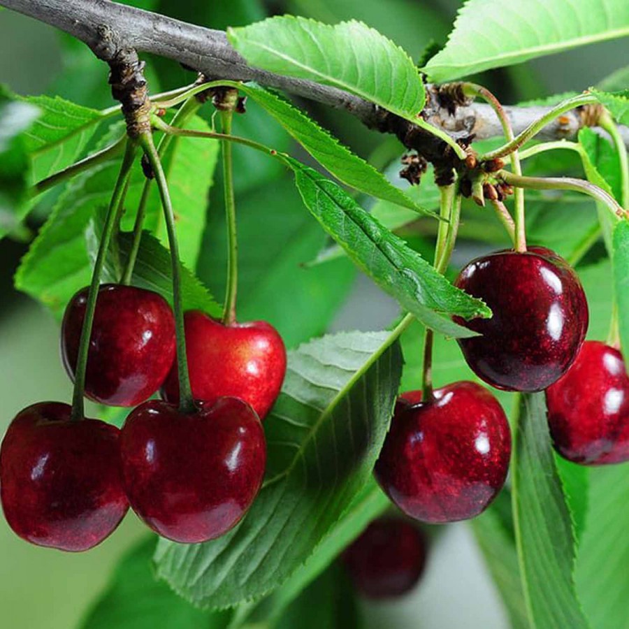 Cireș Durone (Rădăcină Liberă) Cireș Durone (Rădăcină Liberă)