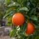 Clementin Isa 50-70cm (Ghiveci) Clementin Isa 50-70cm (Ghiveci)