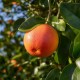 Grapefruit Rosu 50-70cm (Ghiveci) Grapefruit Rosu 50-70cm (Ghiveci)