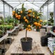 Kumquat 40-60cm (Ghiveci) Kumquat 40-60cm (Ghiveci)