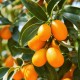 Kumquat 40-60cm (Ghiveci) Kumquat 40-60cm (Ghiveci)