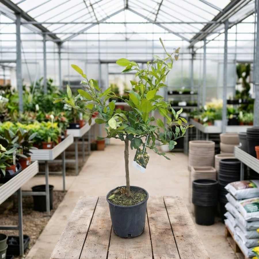 Lime Combava 50-70cm (Ghiveci) Lime Combava 50-70cm (Ghiveci)