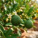 Lime Combava 50-70cm (Ghiveci) Lime Combava 50-70cm (Ghiveci)