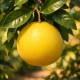 Pomelo 50-70cm (Ghiveci) Pomelo 50-70cm (Ghiveci)