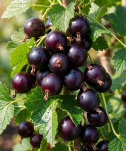 Coacaz Josta (Ghiveci) Coacaz Josta (Ghiveci)