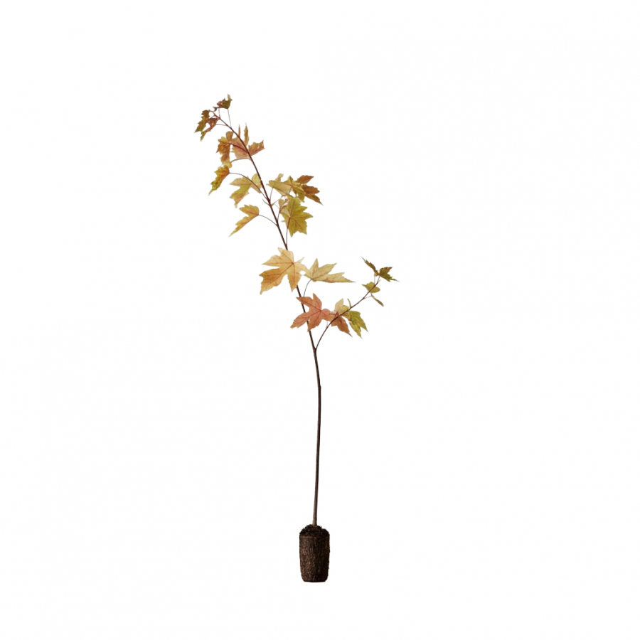 Paltin Argintiu 100-120 cm Paltin Argintiu 100-120 cm