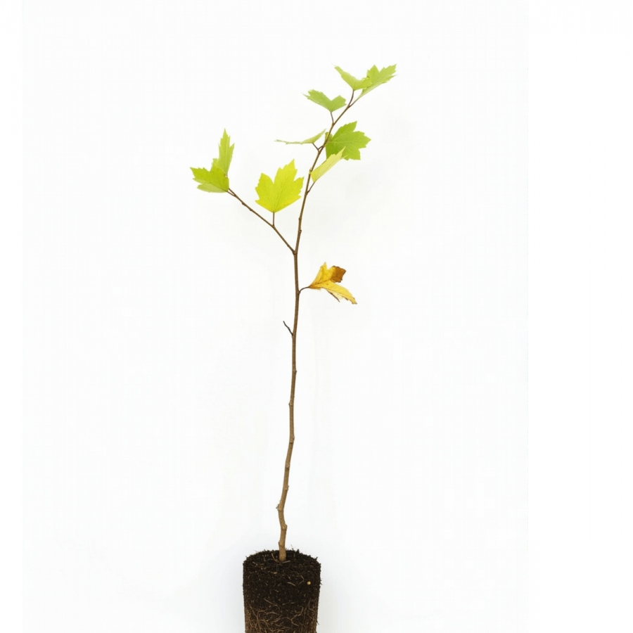 Platan 60-80 cm Platan 60-80 cm