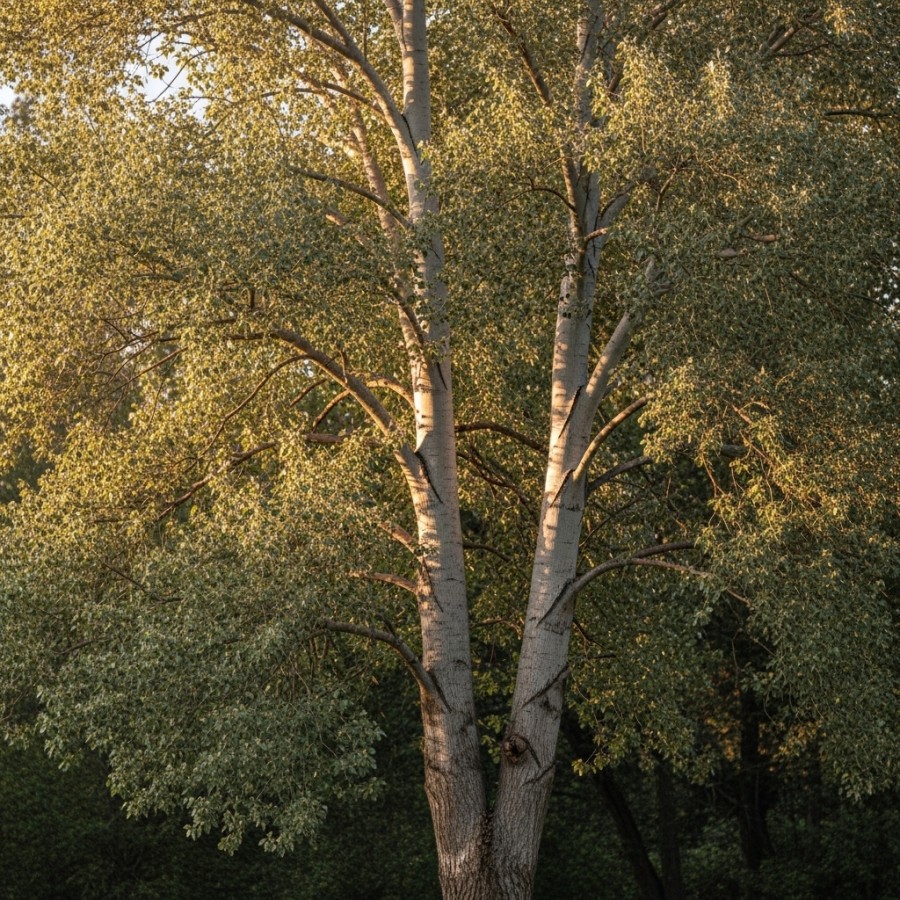 Plop Alb (Populus Alba) 1.4 – 1.5 m Plop Alb (Populus Alba) 1.4 – 1.5 m