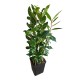 Dafin Comestibil 20-30 cm