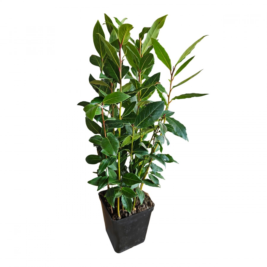 Dafin Comestibil 20-30 cm