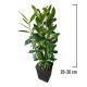 Dafin Comestibil 20-30 cm