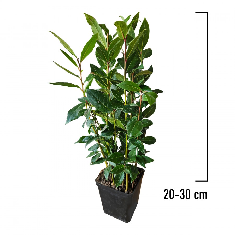 Dafin Comestibil 20-30 cm