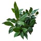 Dafin Comestibil 20-30 cm