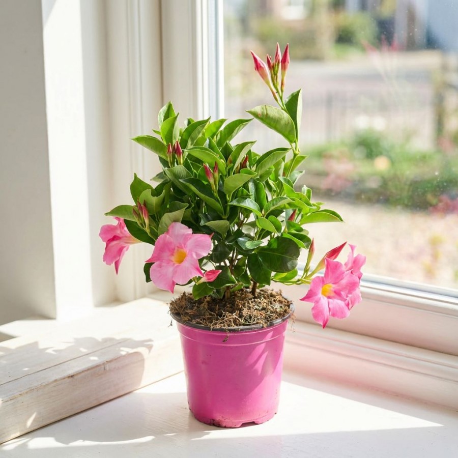 Dipladenia Roz 20-30 cm Dipladenia Roz 20-30 cm