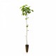 Dud Negru 80-100 cm Dud Negru 80-100 cm