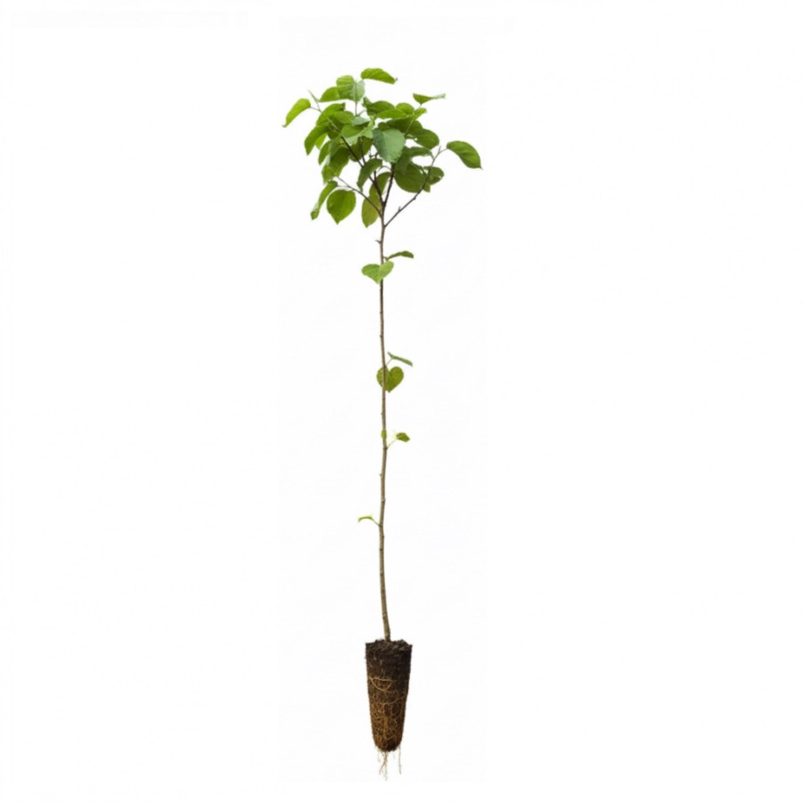 Dud Negru 80-100 cm Dud Negru 80-100 cm