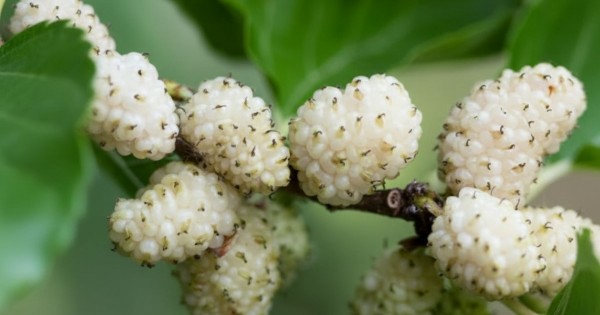 Dud alb Morus alba 80–100 cm Alveolă – Arbore fructifer decorativ ...