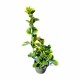 Evonimus Aurea 20-30 cm