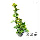 Evonimus Aurea 20-30 cm