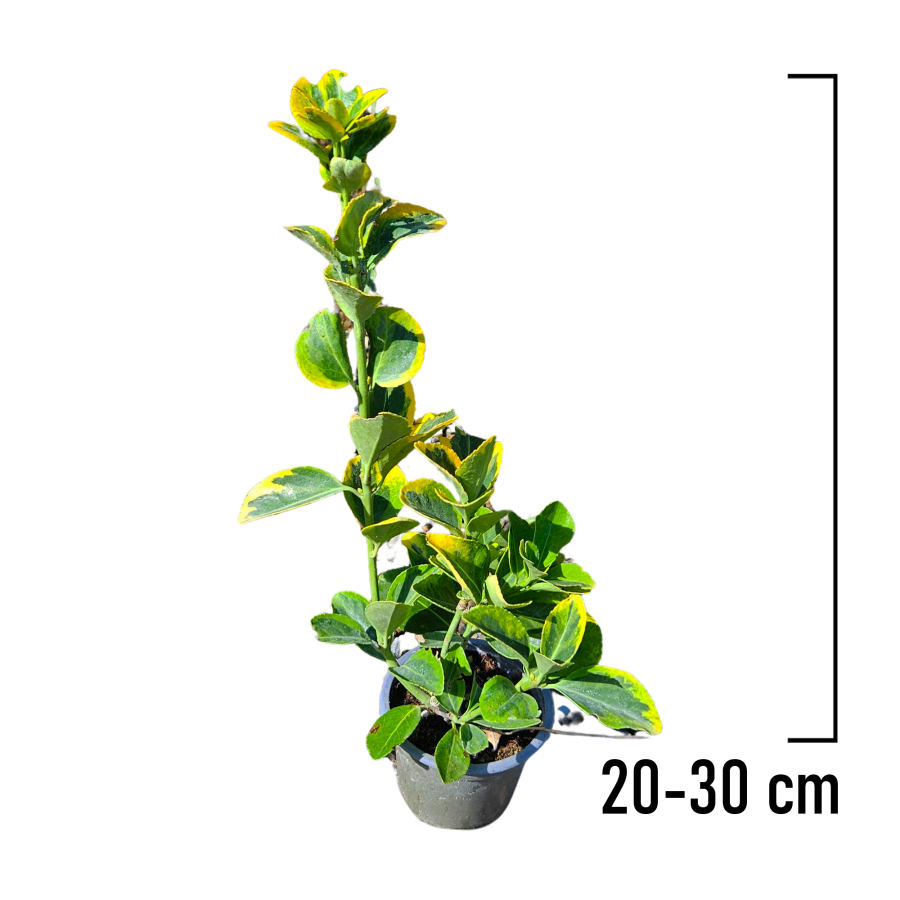 Evonimus Aurea 20-30 cm