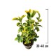 Evonimus Aurea 30-40 cm