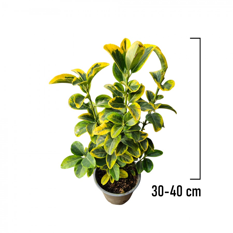 Evonimus Aurea 30-40 cm