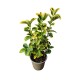 Evonimus Aurea 30-40 cm