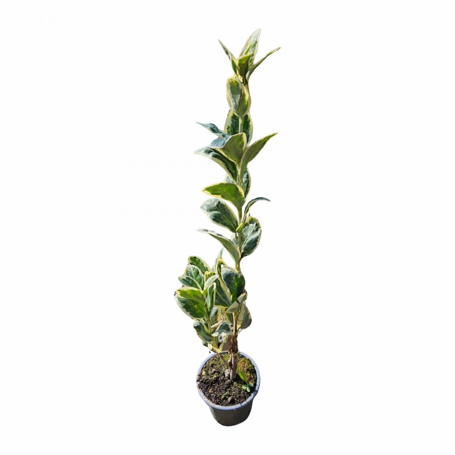 Evonimus Bravo 20-30 cm Evonimus Bravo 20-30 cm