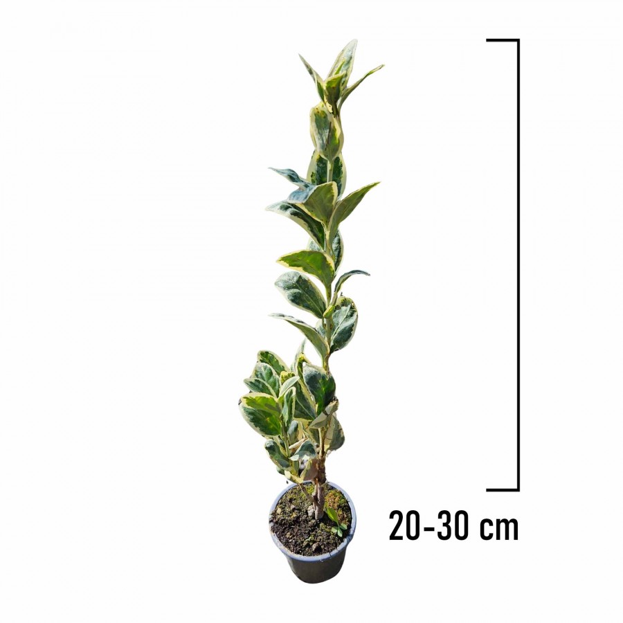 Evonimus Bravo 20-30 cm Evonimus Bravo 20-30 cm