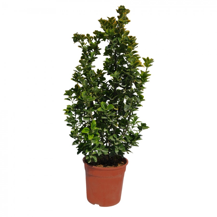 Evonimus Aurea 50-70 cm
