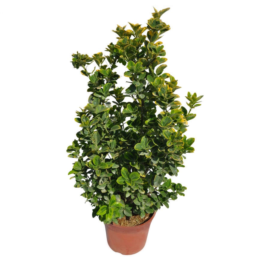 Evonimus Aurea 50-70 cm