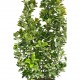 Evonimus Aurea 50-70 cm