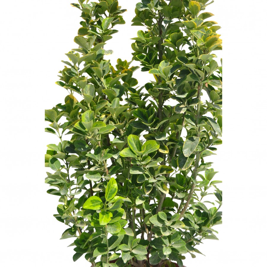 Evonimus Aurea 50-70 cm
