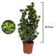Evonimus Aurea 50-70 cm