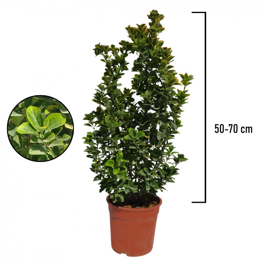 Evonimus Aurea 50-70 cm