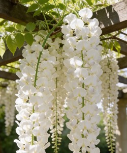 Glicină Albă (Wisteria brachybotrys) Glicină Albă (Wisteria brachybotrys)