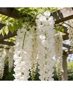 Glicină Albă (Wisteria brachybotrys) Glicină Albă (Wisteria brachybotrys)