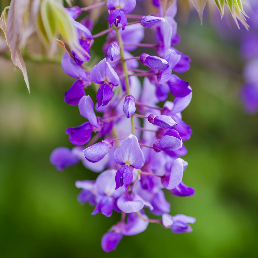 Glicina Mov (Wisteria Floribunda)