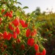 Goji Rosu (Ghiveci) Goji Rosu (Ghiveci)