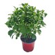 Hortensie albastra Hortensie albastra