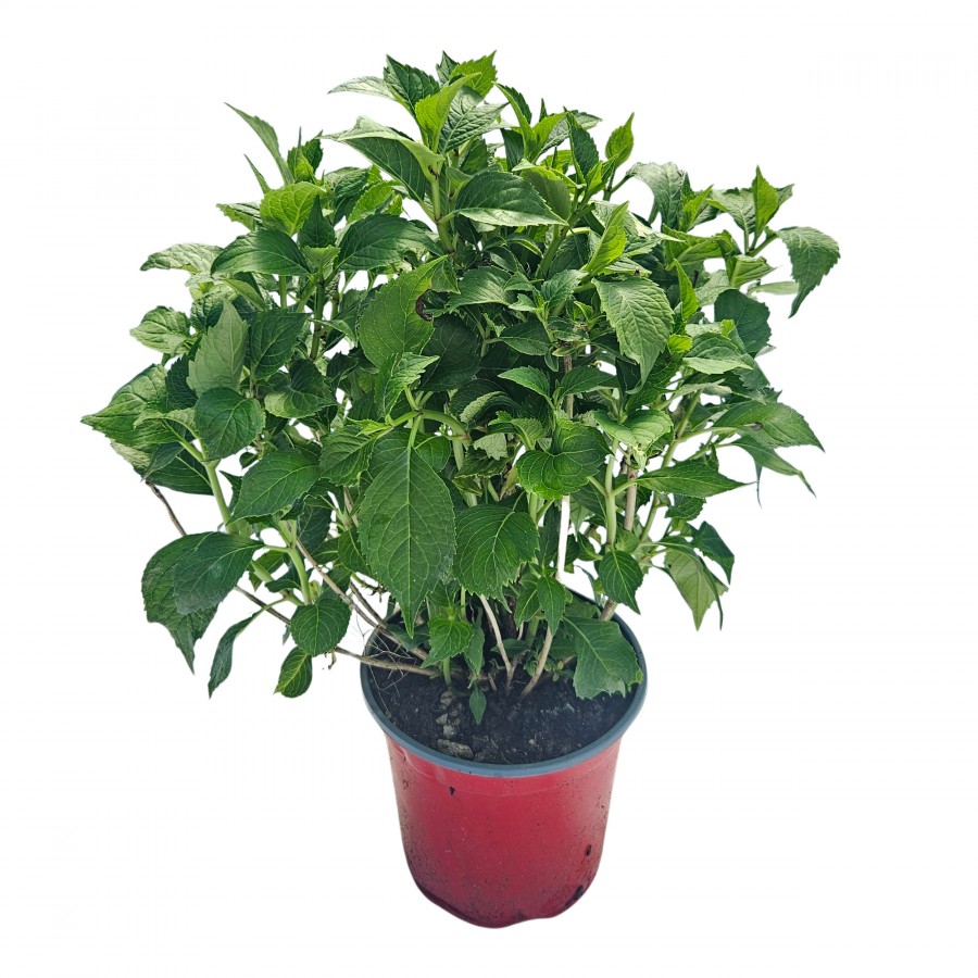 Hortensie albastra Hortensie albastra