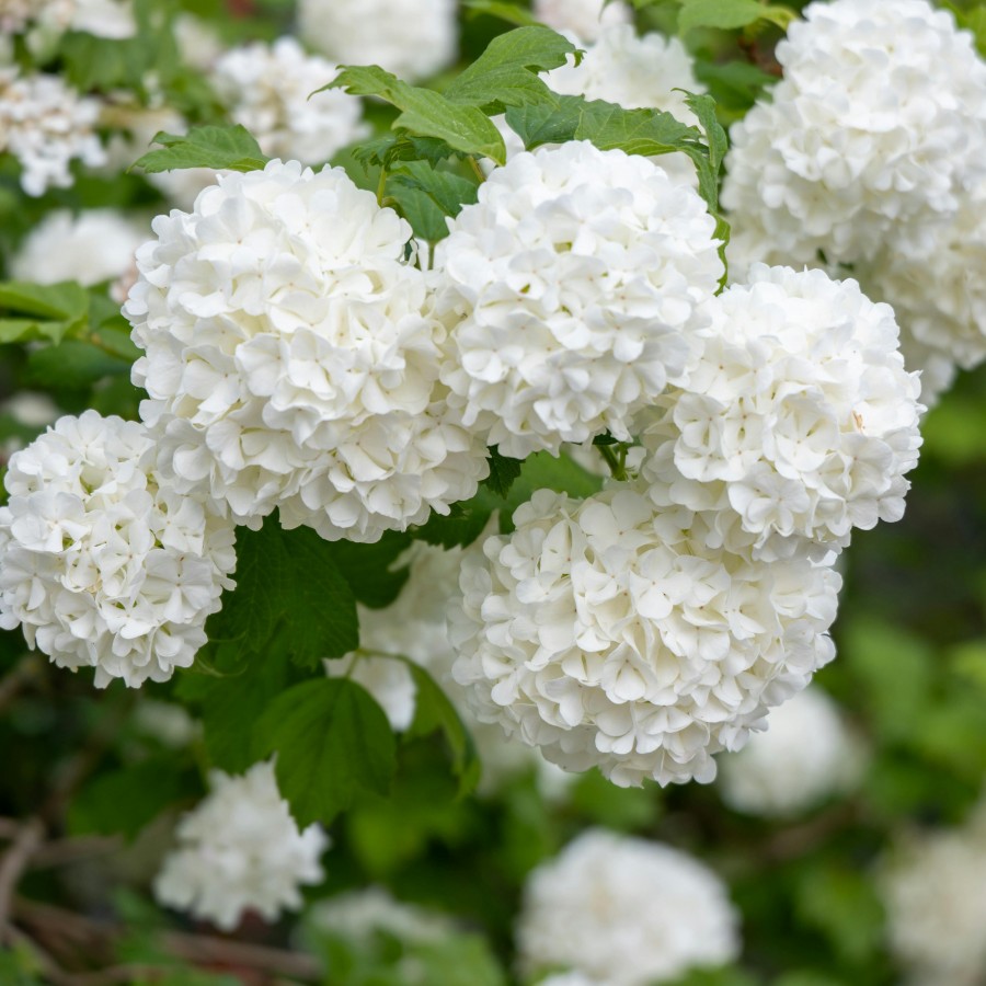 Hortensie Anabelle (alveola)