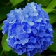 Hortensie Albastra 20-30 cm (Alveola) Hortensie Albastra 20-30 cm (Alveola)