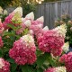 Hortensie Paniculata Vanilie 20-30 cm (Alveola) Hortensie Paniculata Vanilie 20-30 cm (Alveola)