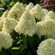 Hortensie Paniculata Limelight 20-30 cm (Alveola) Hortensie Paniculata Limelight 20-30 cm (Alveola)