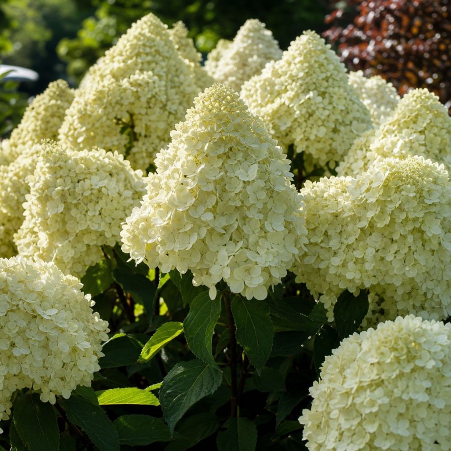 Hortensie Paniculata Limelight 20-30 cm (Alveola) Hortensie Paniculata Limelight 20-30 cm (Alveola)