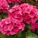 Hortensie rosie Hortensie rosie